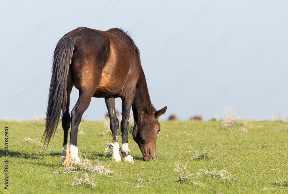 Obraz premium Horses in pasture on nature