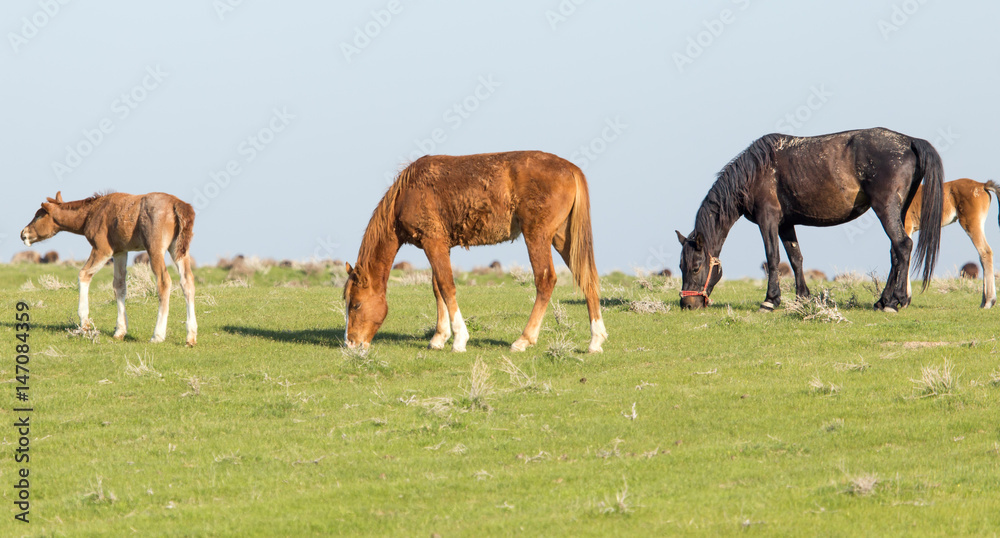 Fototapeta premium Horses in pasture on nature