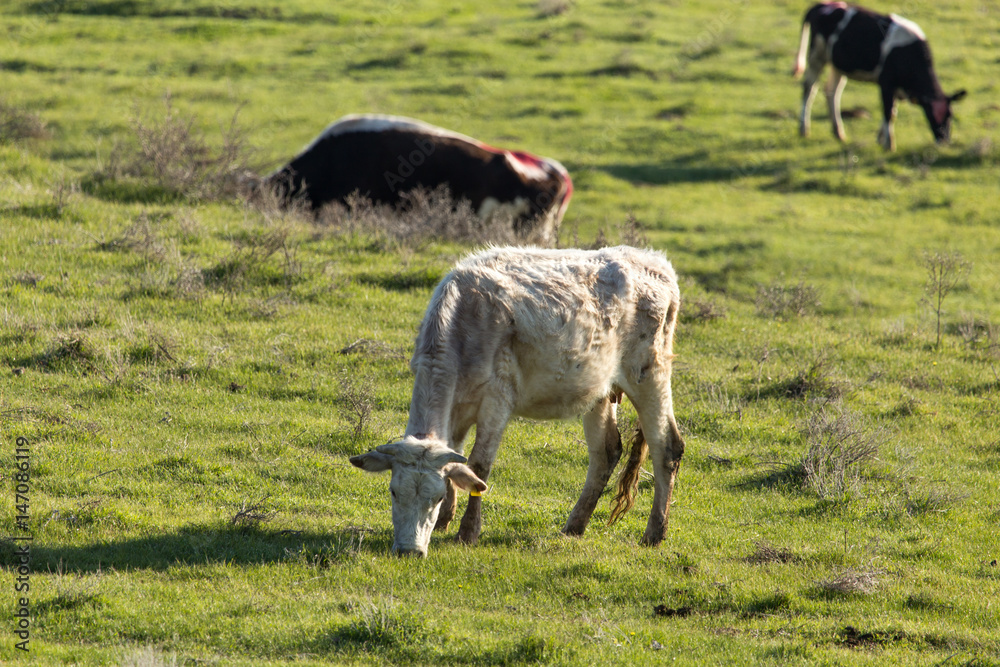 Cows graze on pasture on nature Cows graze on pasture on nature