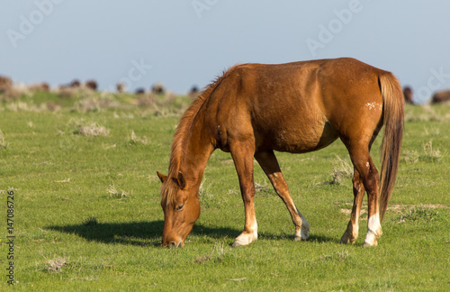 Horses in pasture on nature