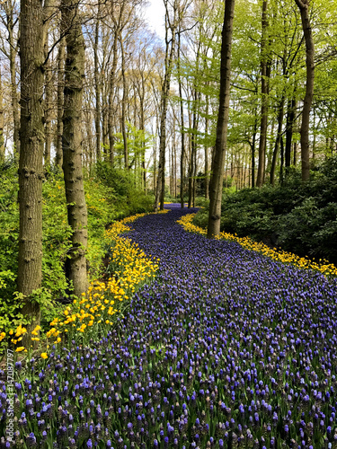 Beautiful flowers in Holland