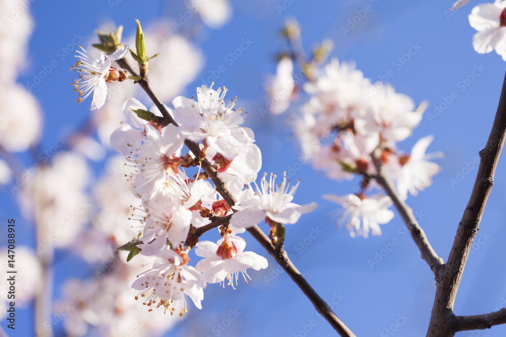 Tree in bloom Tree in bloom