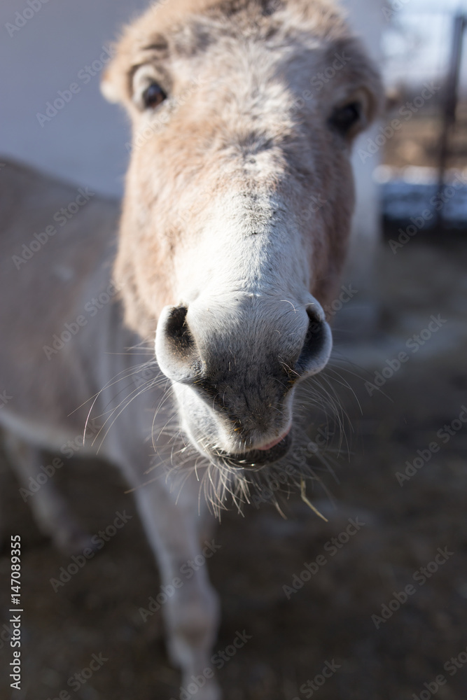 Portrait of an ass on a farm