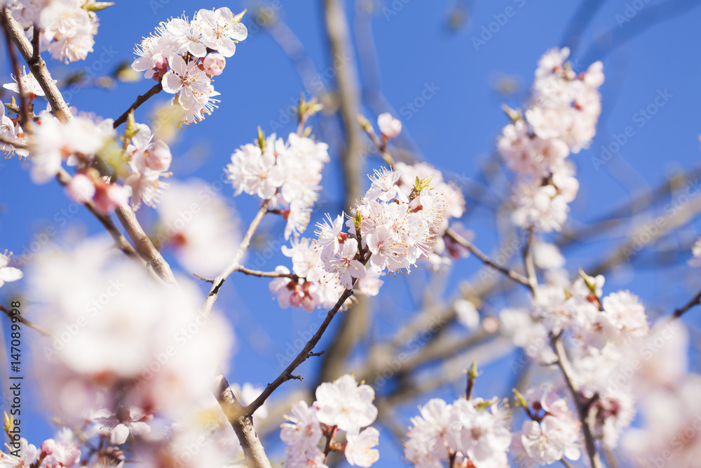 Tree in bloom Tree in bloom