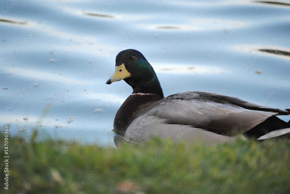 Obraz premium Canard