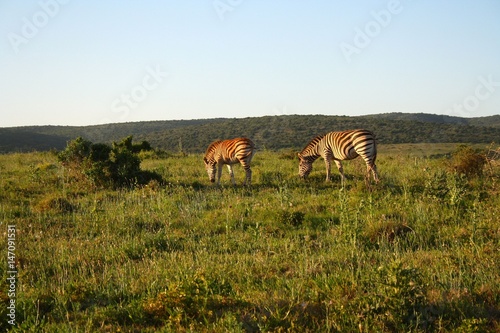 Zebras grazing during sunset