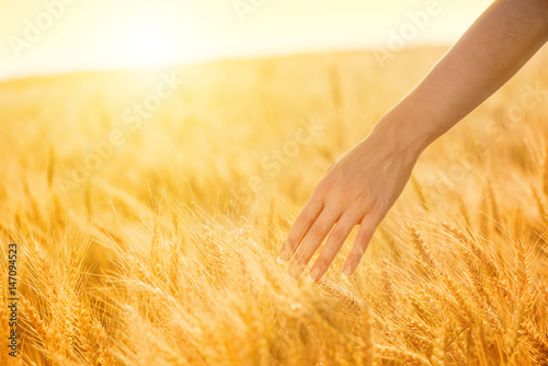 Female hand touching a golden wheat ear in the wheat field  sunset light  flare light.Unrecognizable person  copy space