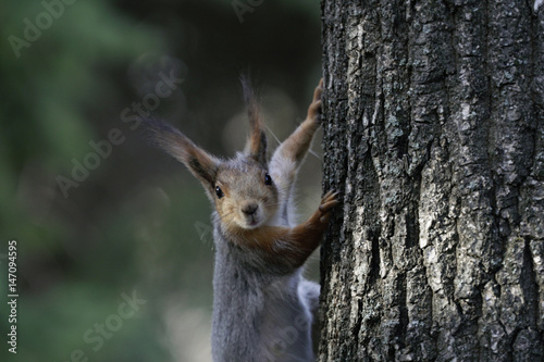 Squirrel in the natural habitat. The squirrel quickly climbs trees, finds food and eats it. Sunny spring day in the forest. © afefelov68