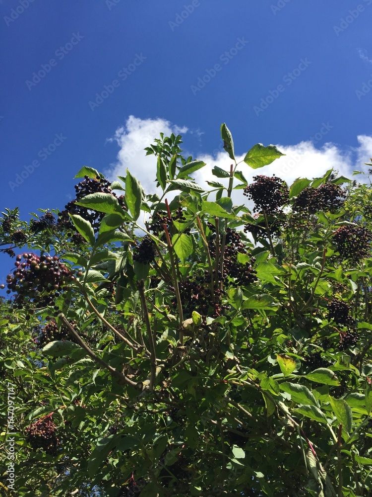 baum pflanzen natur holunder grün green violet beeren sommer ernte früchte  essen wein marmelade himmel blau wolken Stock Photo | Adobe Stock