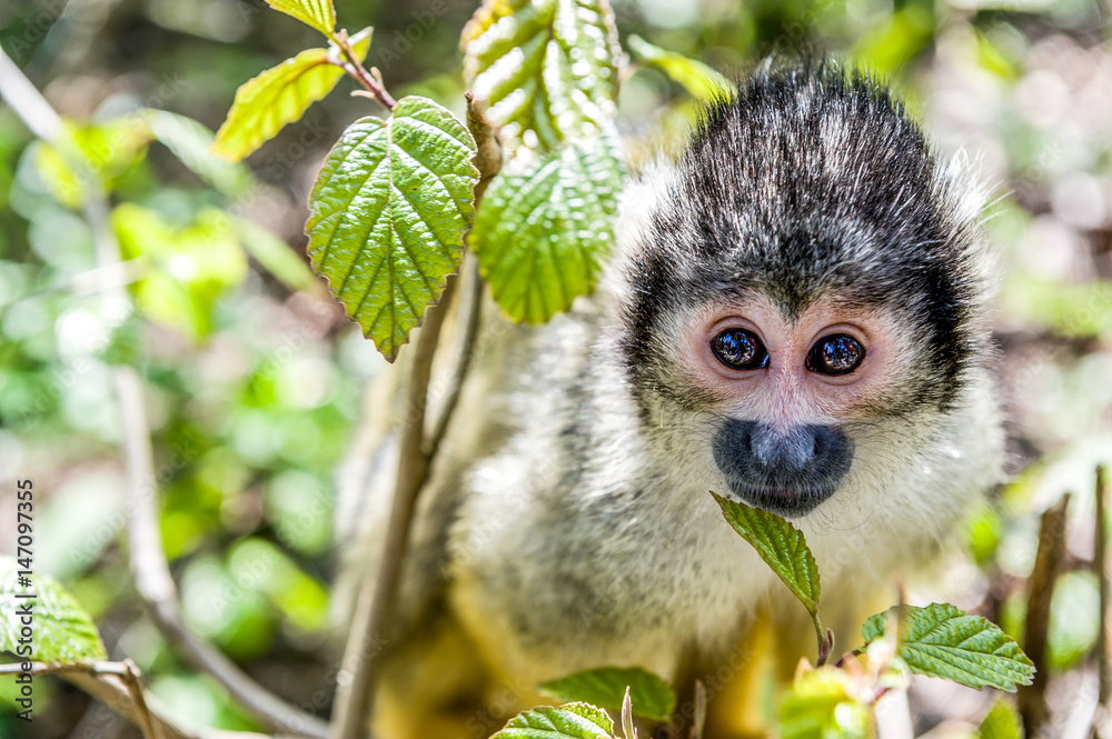 Obraz premium Monkey