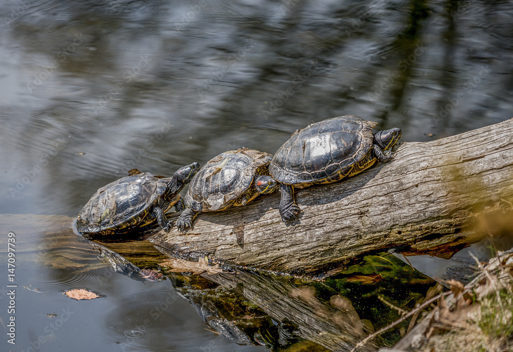 Fototapeta premium Turtle