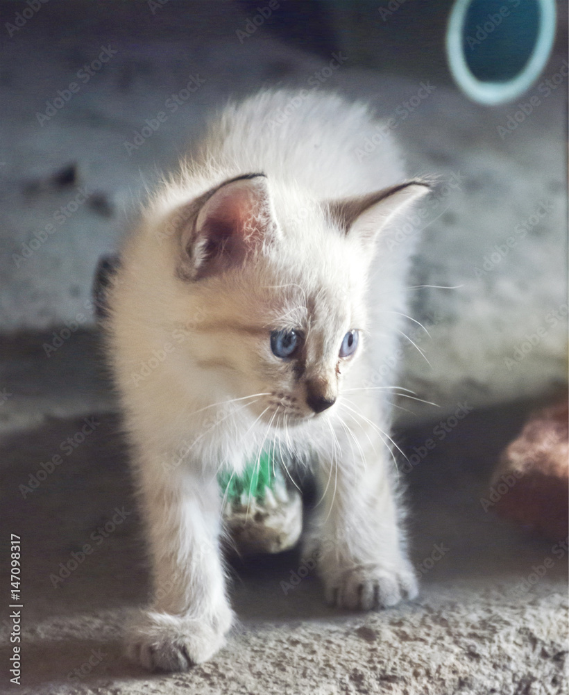 cute white kitten and blue eyes. cute white kitten and blue eyes.