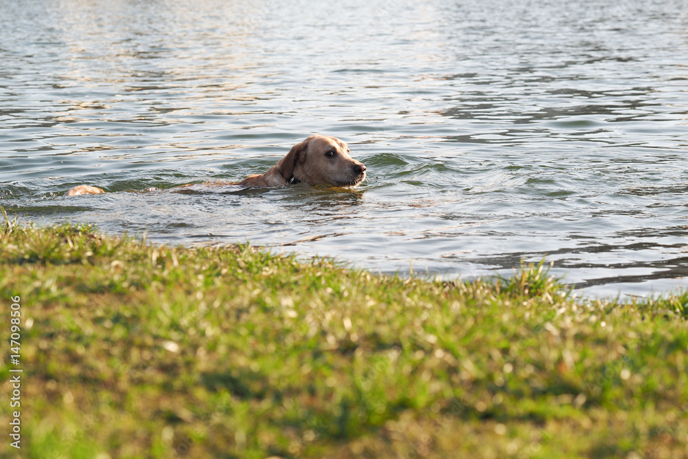 Fototapeta premium dog swims in water. Beach nearby, green grass