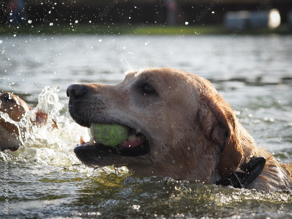 dog with a ball in the teeth plays in the water