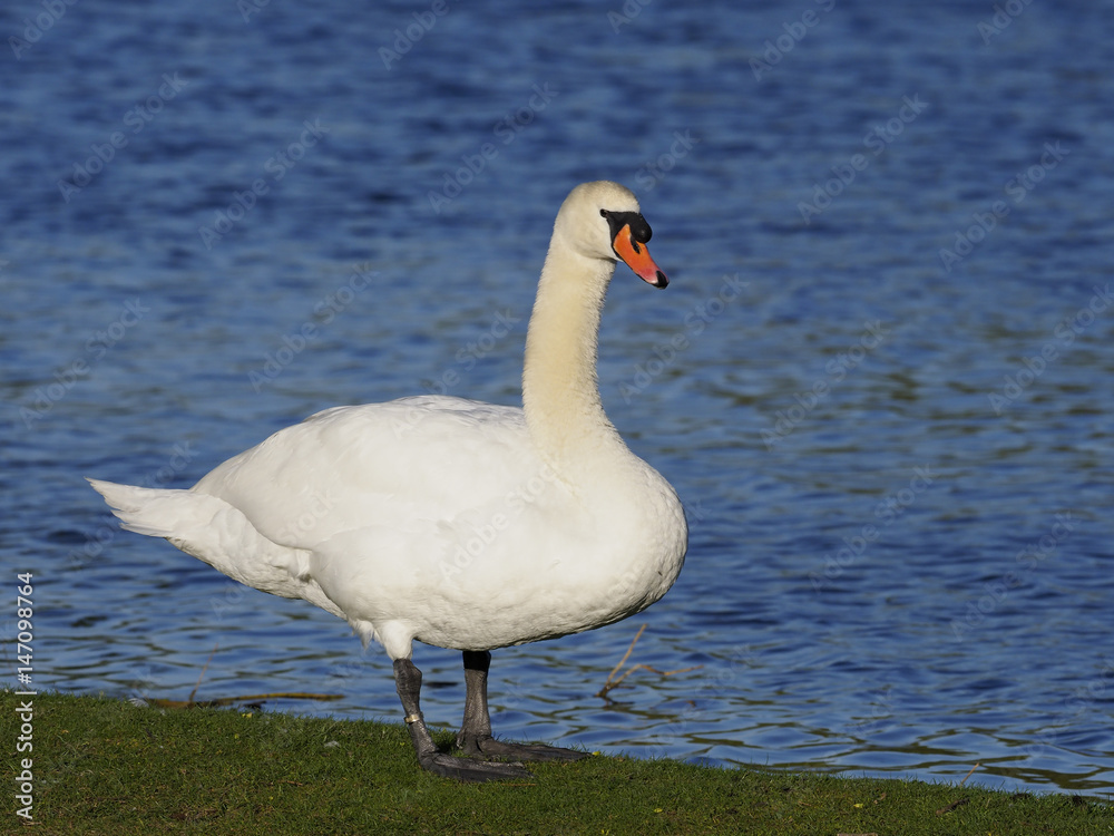 Mute swan, Cygnus olor Mute swan, Cygnus olor