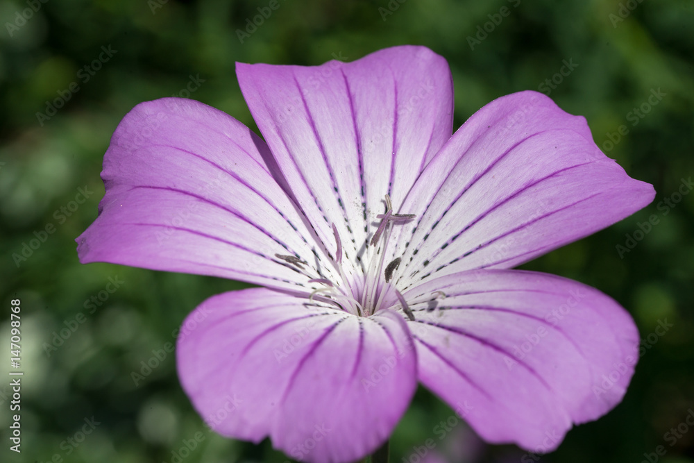 アグロステンマ 難しい名前のきれいな花です Stock 写真 Adobe Stock