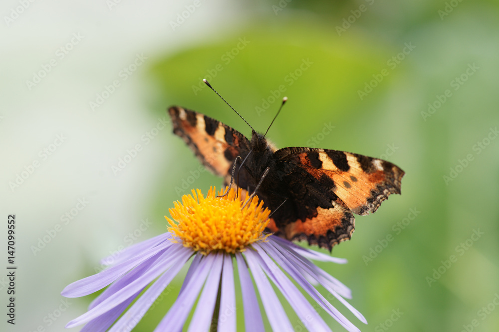 Kleiner Fuchs butterfly