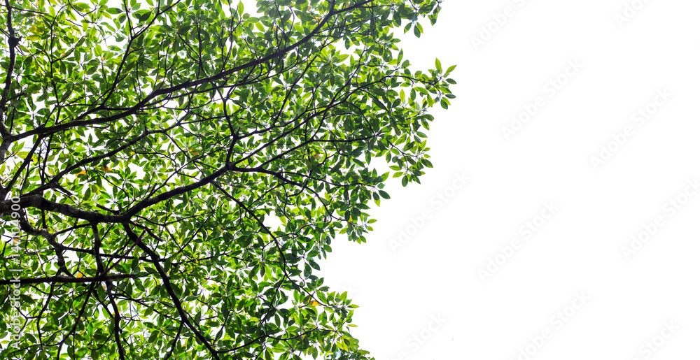 Fototapeta premium Tree leaves isolated