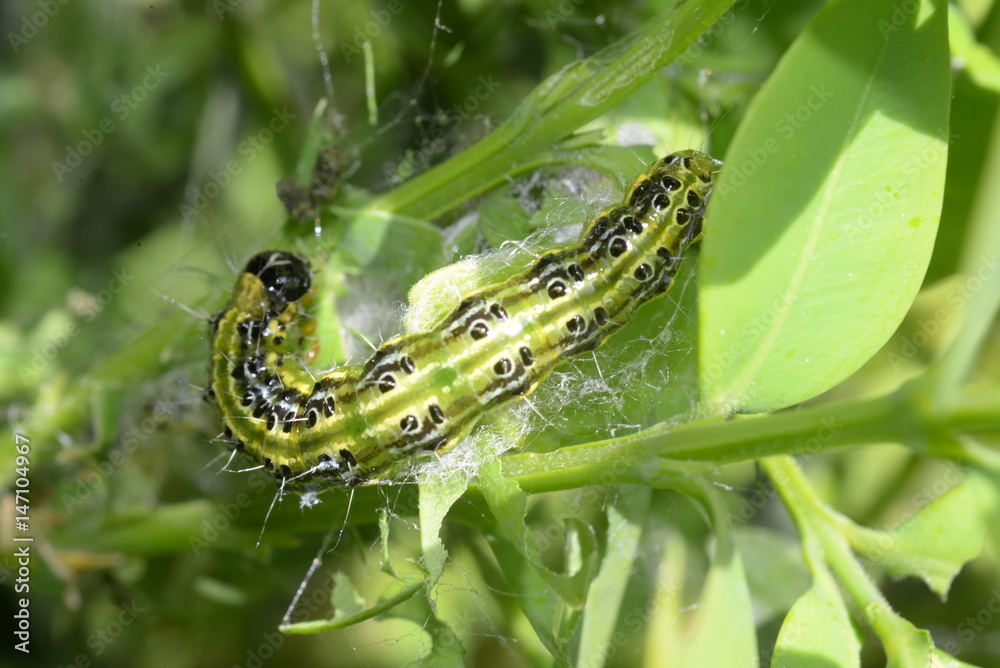 Raupe des Buchsbaumzünslers