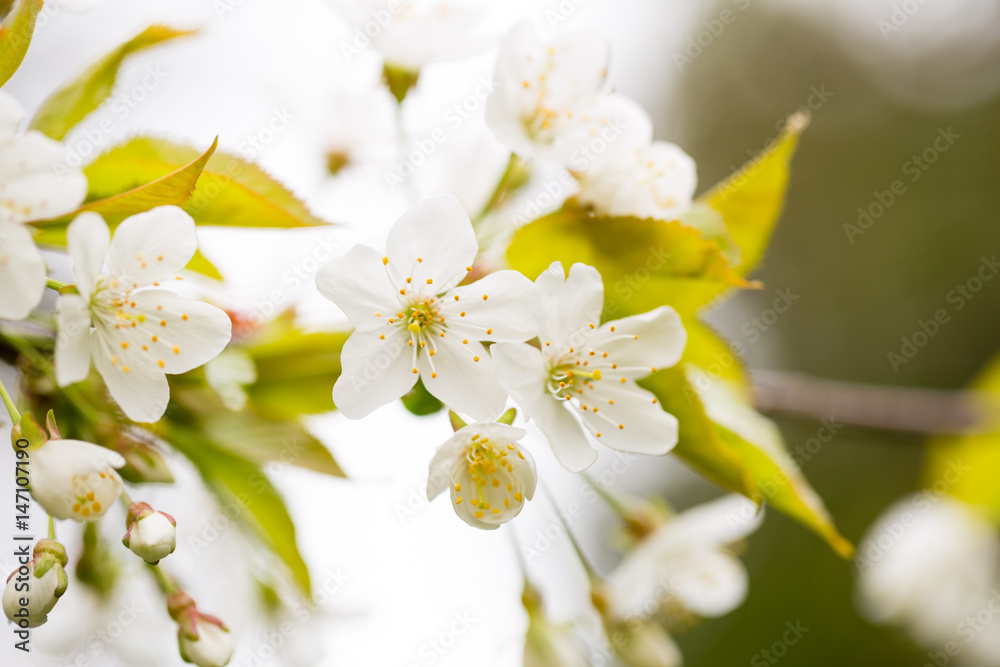 Cherry blossom in spring for background. Cherry blossom in spring for background.
