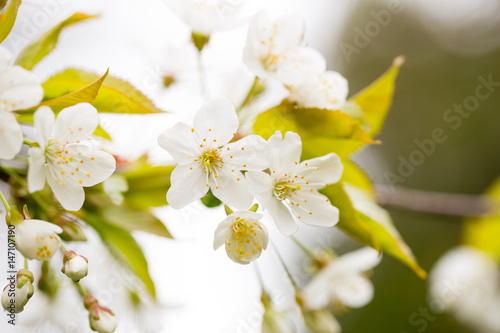 Cherry blossom in spring for background.