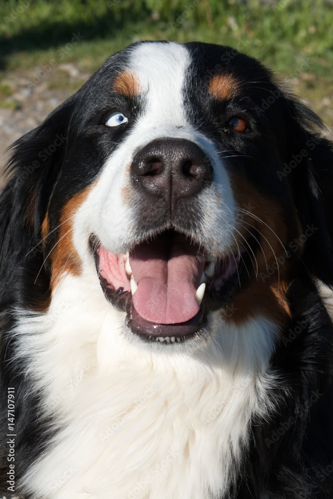 Bernese Cattle dog Face with two different eyes