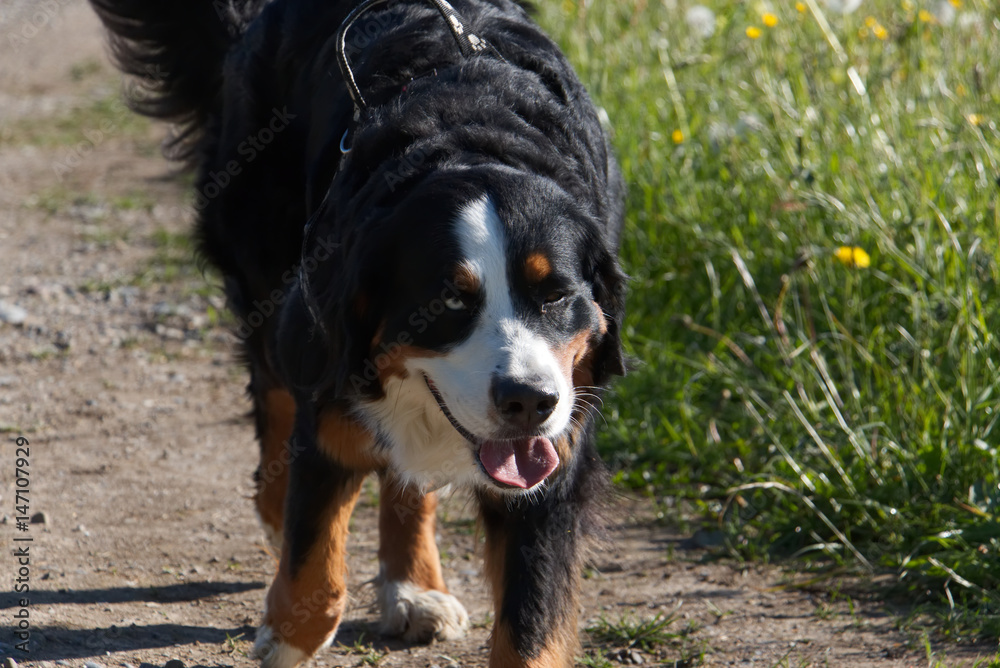 Bernese Cattle dog with two different eyes