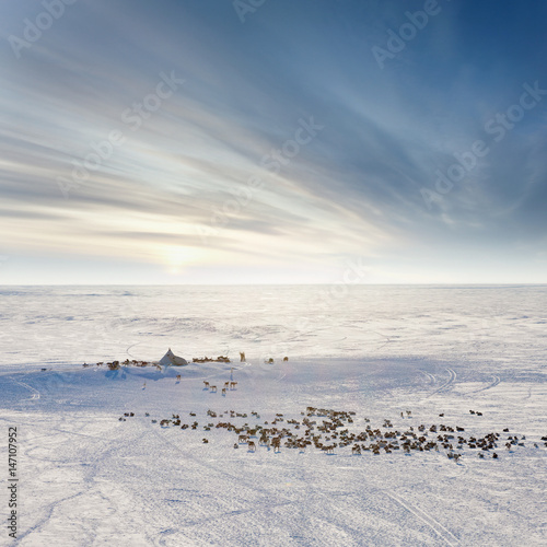 Deer in the winter tundra beside nomadic yurt, top view © Vladimir Melnikov