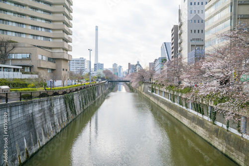 Tokyo, Japan - April 3, 2017: Many people enjoy viewing cherry blossoms (sakura hanami) at Meguro River. Meguro River is the most famous place to enjoy cherry blossoms which is a Japanese custom.