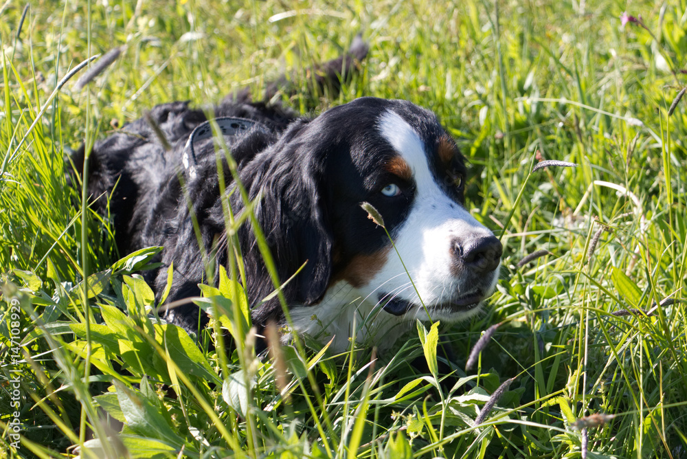 Bernese Cattle dog with two different eyes