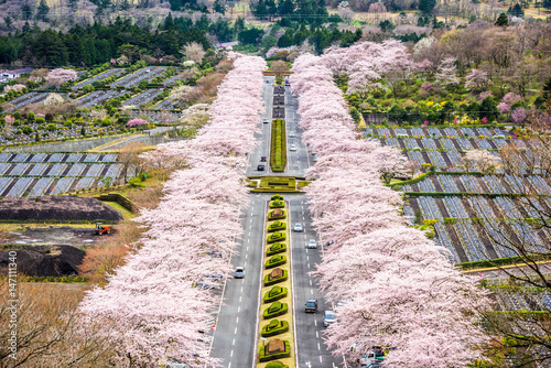 Fuji Reien Cemetery, Shizuoka, Japan in spring. photo