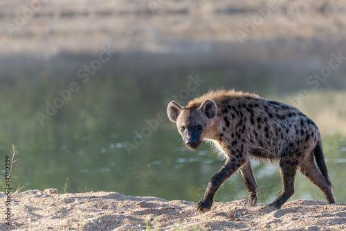 Spotted hyena or laughing hyena (Crocuta crocuta). Limpopo Province. South Africa