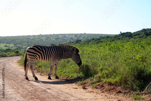 Zebra on road