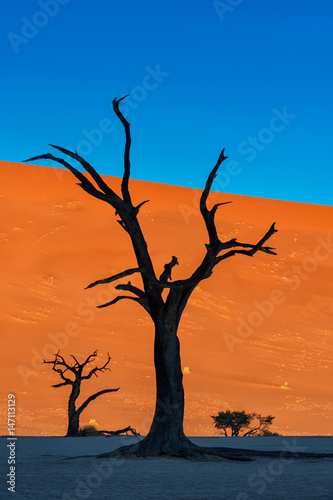 Dead camel thorn trees silhouette in Deadvlei