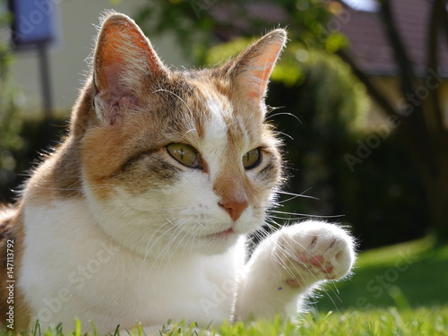 winkende Katze photo