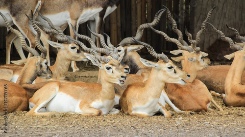 Blackbucks, Indian antelopes lay down on ground