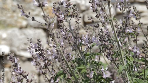 Sage (Salvia friticosa) plant moving on wind