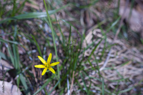 little yellow flower on green grass