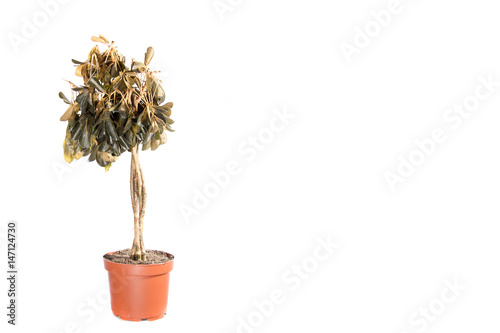Dying plant in a pot