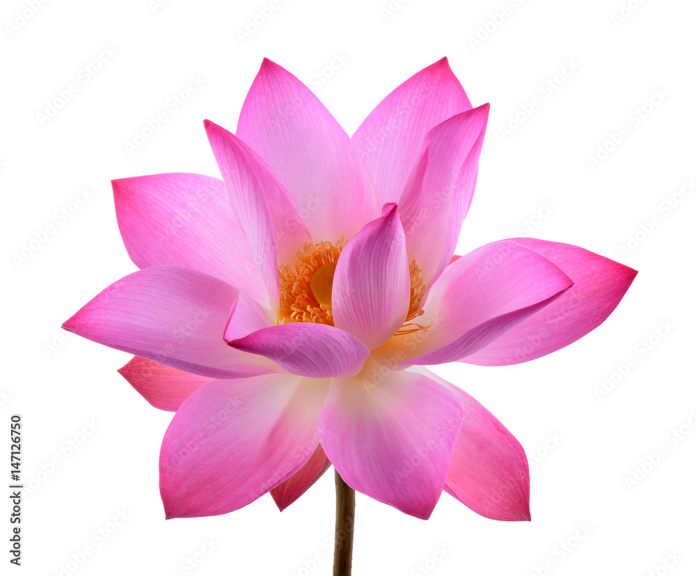 petal lotus flower isolated on white background petal lotus flower isolated on white background