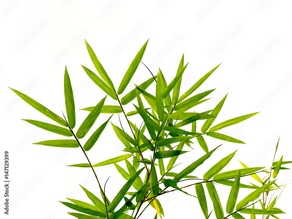 Obraz premium Green bamboo leaves in nature forest background.