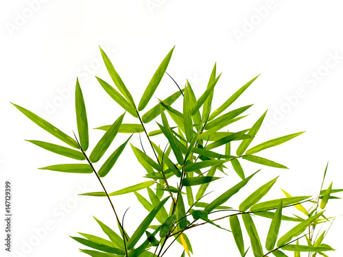 Green bamboo leaves in nature forest background.