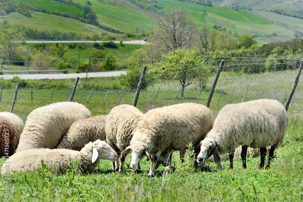 Fototapeta premium Sheep flock grazing on a meadow landscape