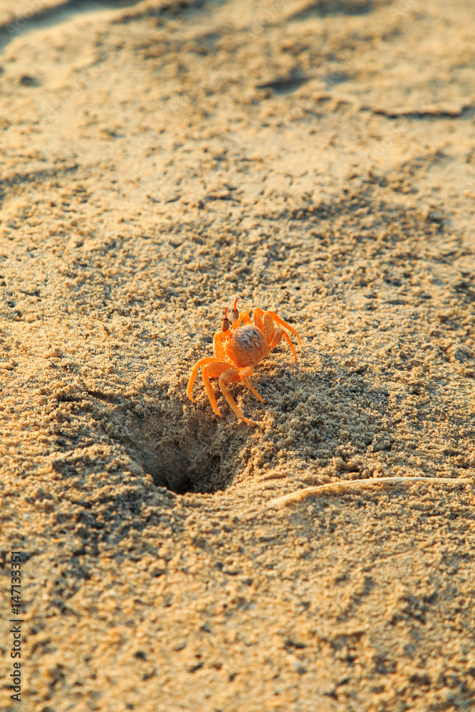 Crab on the sandy beach of ocean.