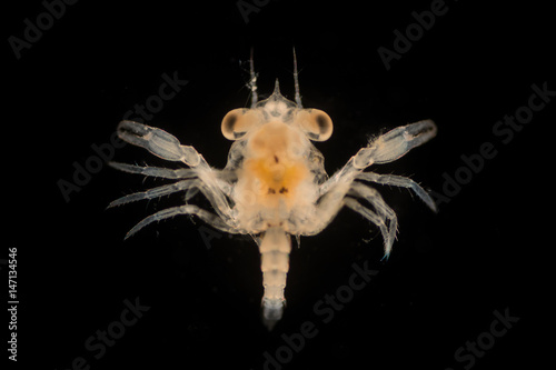 Photography Crab larvae (zooplankton) in marine under microscope.