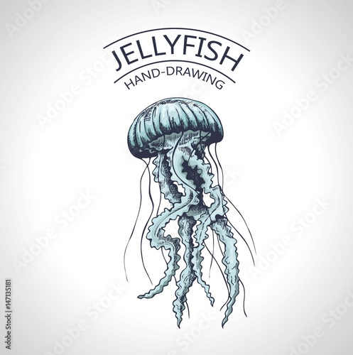 sketch isolated jellyfish