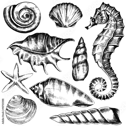 set of seashells