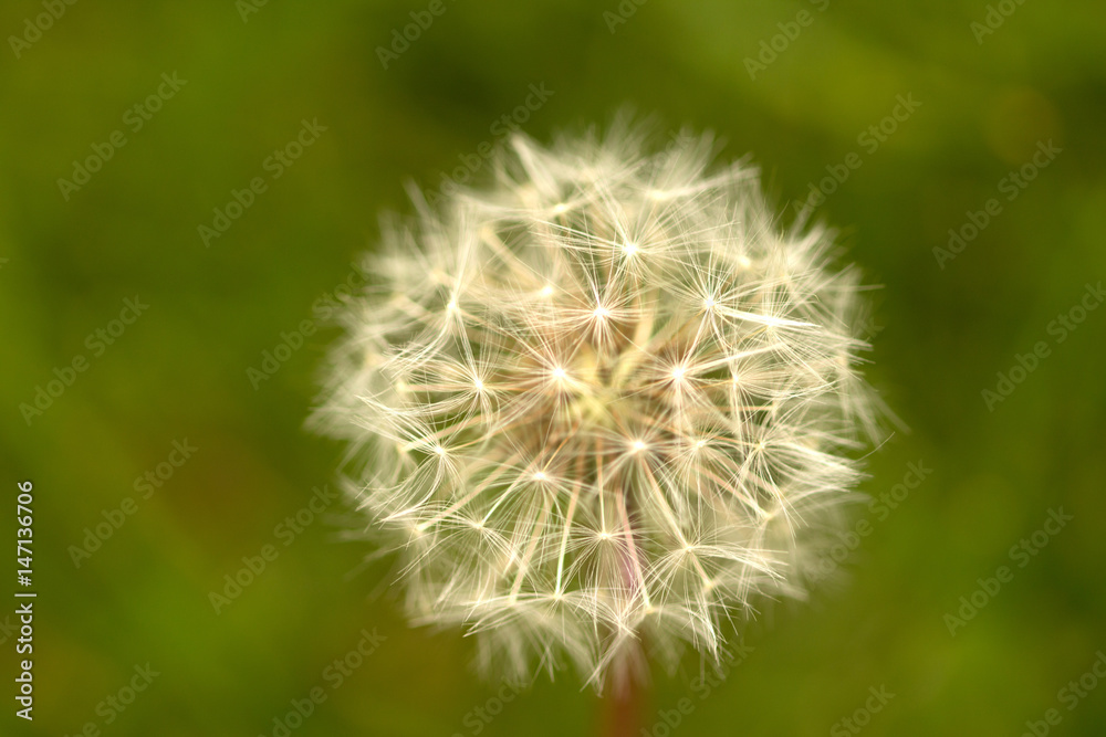 dandelion dandelion