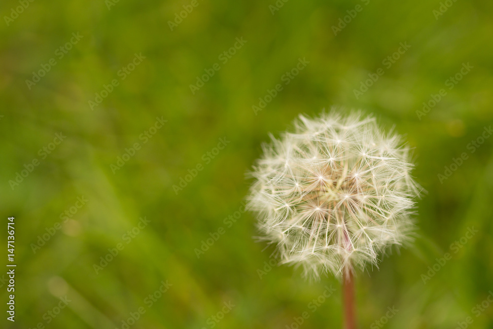 dandelion dandelion