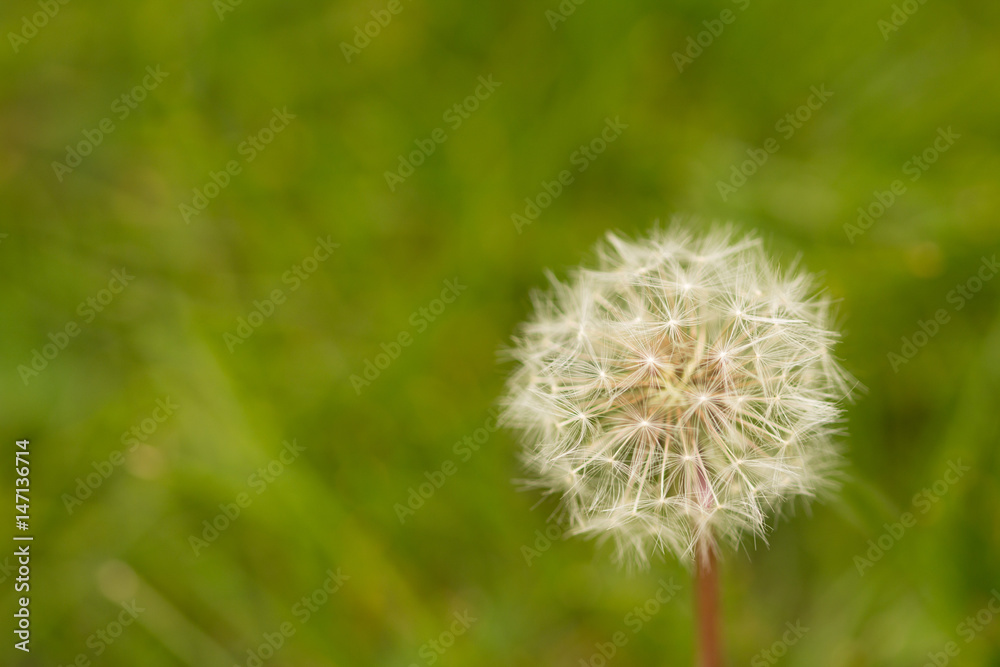 dandelion